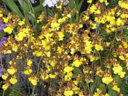 Hilo Orchid Show